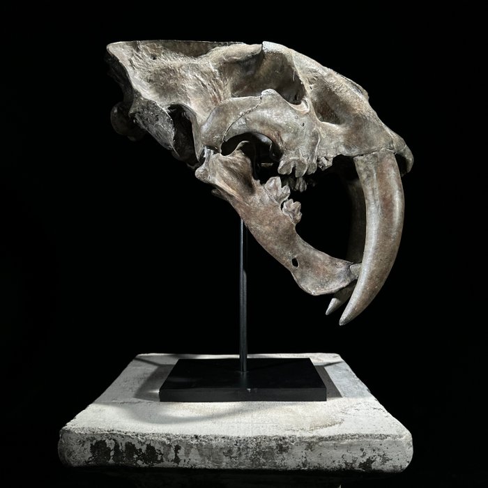 GEEN RESERVE PRIJS - Een replica van de Sabeltand-schedel op een aangepaste standaard - Taxidermie replica montage - Smilodon - 34 cm - 20 cm - 32 mm - 1