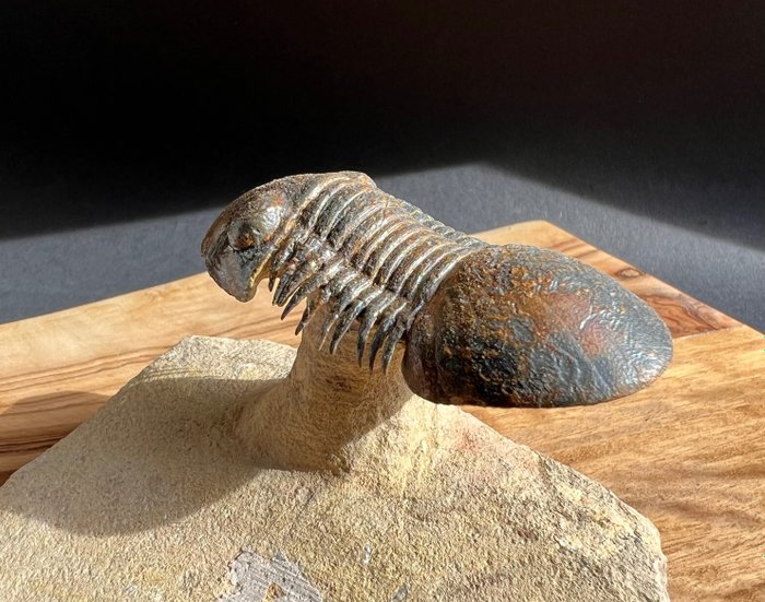 Fóssil - Animal fossilizado - Paralejurus spatuliforumis - 6.5 cm