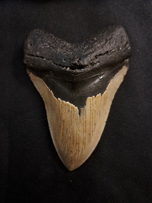 巨齿鲨 - 牙齿化石 - Carcharocles (Otodus) megalodon - 12.5 cm