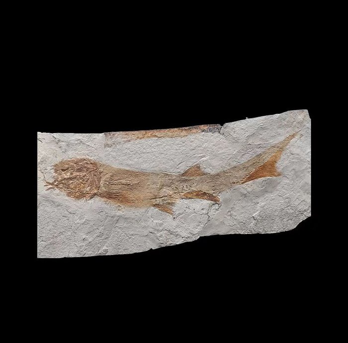 Acipenser sinensis - Fossilised animal - Rare fish fossils - 37 cm - 20 cm