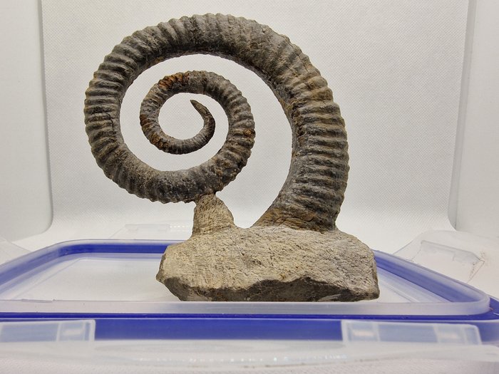 Ammoniitti - Kivettynyt eläin - Anetoceras sp. - 13.5 cm