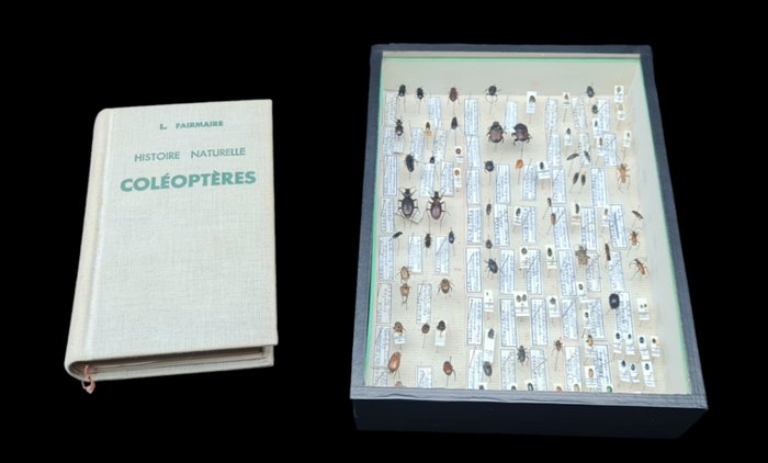 "My First Paleartic Beetles Collection" (26X19 cm) with Beetle Identification Handbook  - Dioráma Carabidae - Cerembycidae - Scarabéidae - 1970-1980