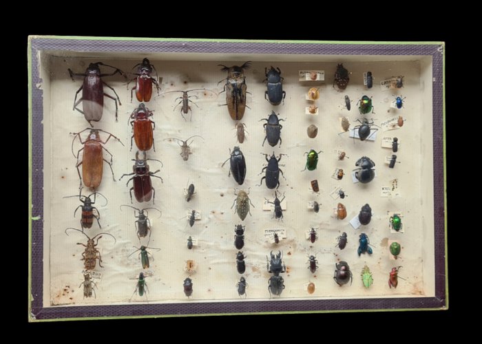 African Beetle Collection (39X26 cm)  - Diorama Cerembycidae sp. - Bruprestidae sp - Scarabidae sp. - and many others species - 1970-1980