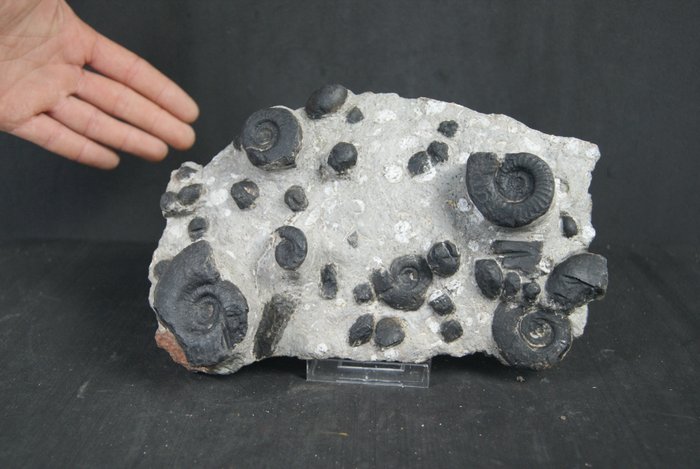 Ammonit - Fossile Sterblichkeitsplatte