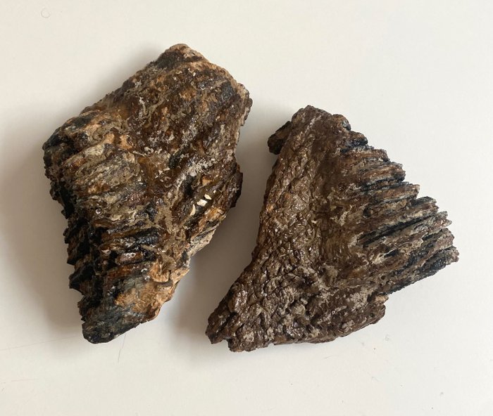 真猛玛象 - 臼齿化石