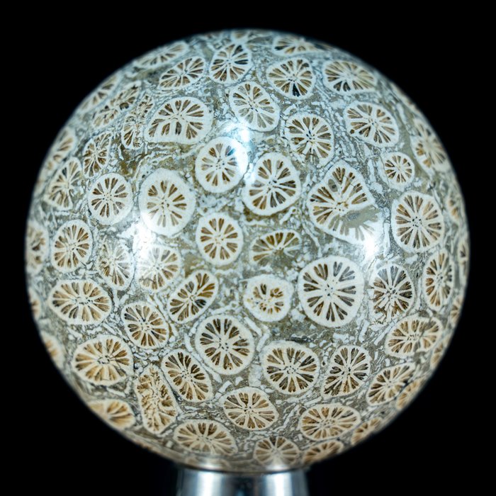 极其罕见的天然化石珊瑚球， 澳大利亚，1582.1 克拉- 316.42 g
