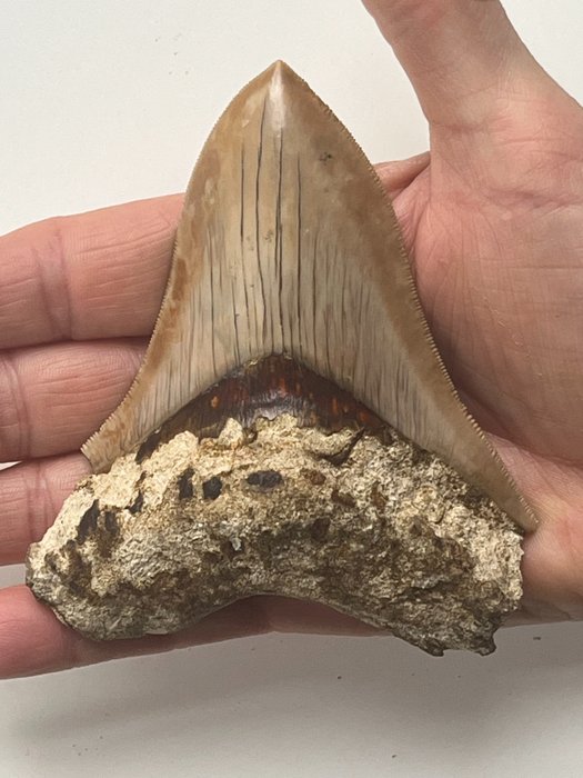 Ząb megalodona 10,9 cm - Skamieniały ząb - Carcharocles megalodon  (Bez ceny minimalnej
)
