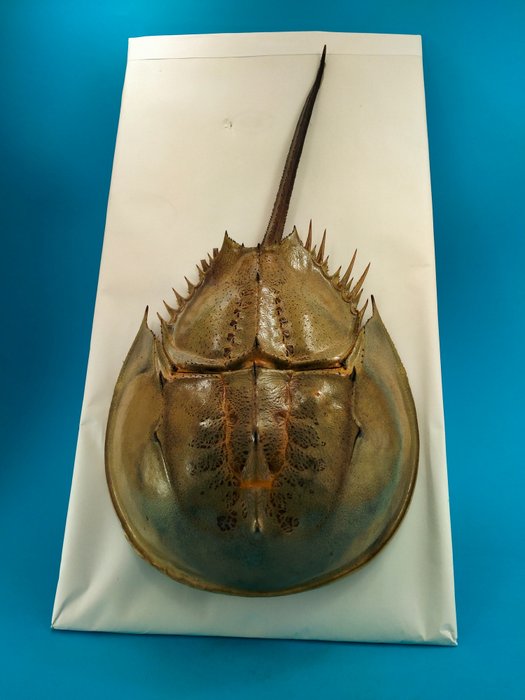 Horseshoe Crab Carapace - Limulus Polyphemus - 47 cm - 23 cm - 7.5 cm - Non-CITES species