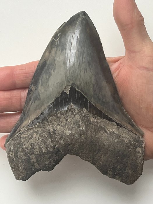 Jättestor Megalodon-tand 14,5 cm - Fossil tand - Carcharocles megalodon