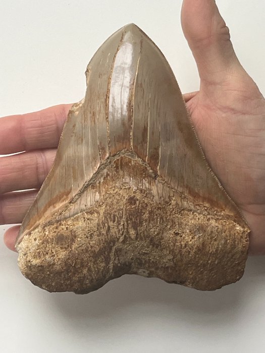Enorme dente di Megalodonte 14,0 cm - Dente fossile - Carcharocles megalodon