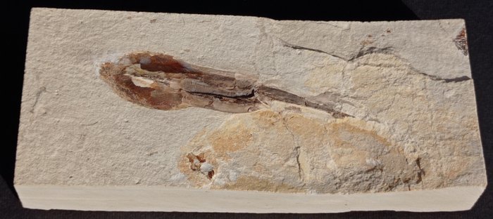 calamaro con Sacca d'inchiostro - Lastra matrice fossile - Teuthida - 140 mm - 60 mm