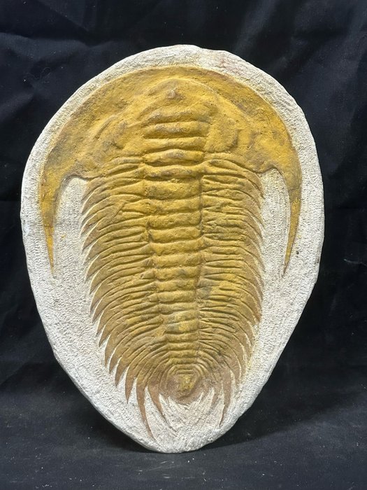 Andalúz trilobit a mátrixon - Fosszilizálódott állat - 38 cm - 29.5 cm