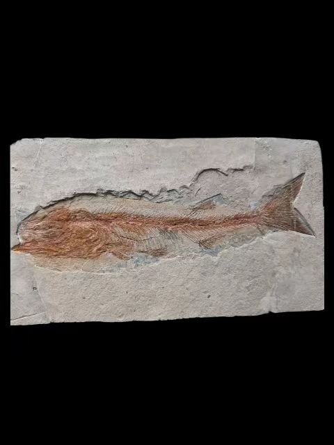 大魚-長-濟南魚 - 動物化石 - Rare fish fossils - 24 cm - 16 cm