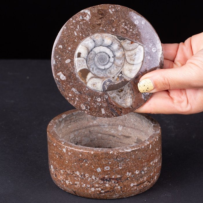 Caixa de joias redonda Corpo inteiro embalsamado - Matrice fossile con Ammonite e Orthoceras - 110 mm - 110 mm - 64 mm - 1