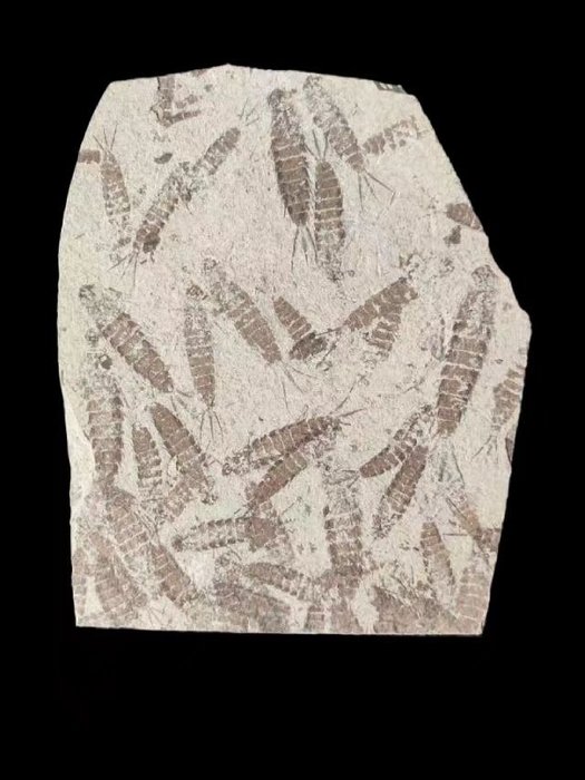 Tablica fauny i flory Mayfly - Skamieniałe zwierzę - Ephemeropsis trisetalis-Natural insect specimen - 17 cm - 15 cm