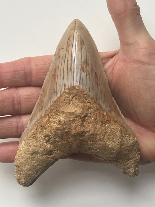 Megalodon-hammas 12,8 cm - Fossiiliset hampaat - Carcharocles megalodon