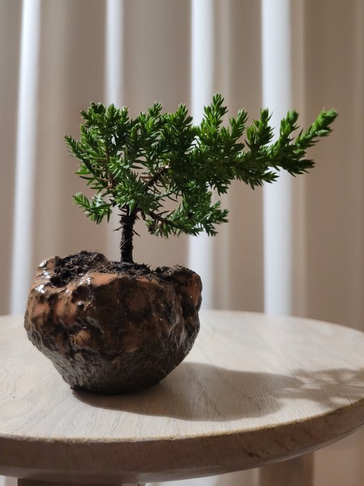 Einer bonsai (Juniperus) - Høyde (tre): 7 cm - Dybde (tre): 12 cm - Nederland
