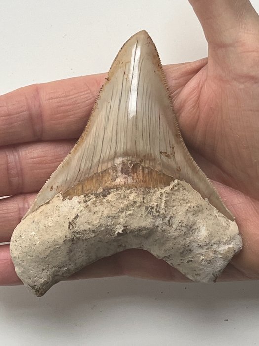 Dente de Megalodonte 10,8 cm - Dente fóssil - Carcharocles megalodon