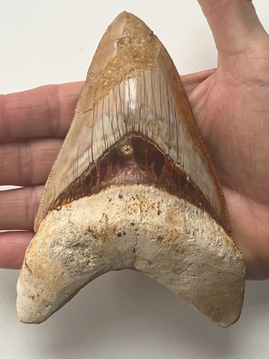 Dinte imens de Megalodon 13,5 cm - Dinte fosilă - Carcharocles megalodon