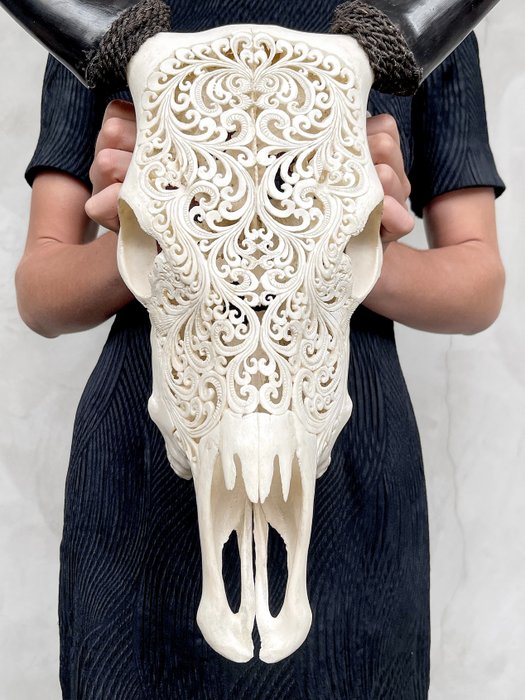 无底价 - 骷髅艺术 - 正宗手工雕刻白牛头骨 - 传统巴厘岛雕刻 雕刻的颅骨 - Bos Taurus - 56 cm - 48 cm - 16 cm- 非《濒危物种公约》物种 -  (1)