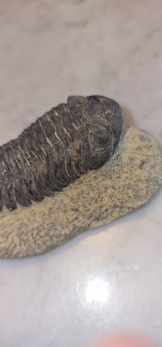 三葉蟲 - 動物化石 - 7 cm  (沒有保留價)