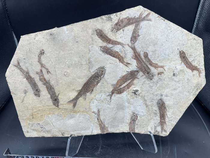Matrice fosilă - Lycoptera - 37 cm - 25 cm
