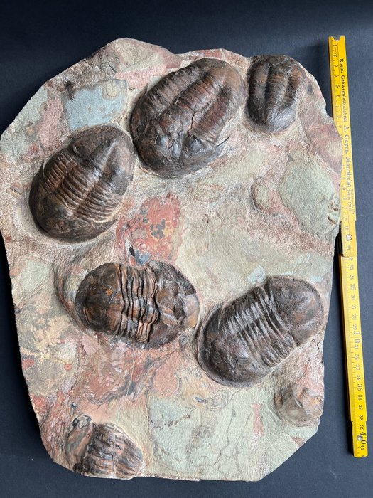 EXEMPLE DE MUSÉE PLAQUE TRILOBIT - Matrice de plaque fossilisée - Asaphellus Fezouatensis - 6 cm - 45 cm