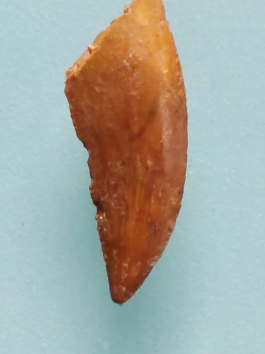 恐龍 - 牙齒化石 - Abelisauridae - 2.2 cm - 1.1 cm  (沒有保留價)