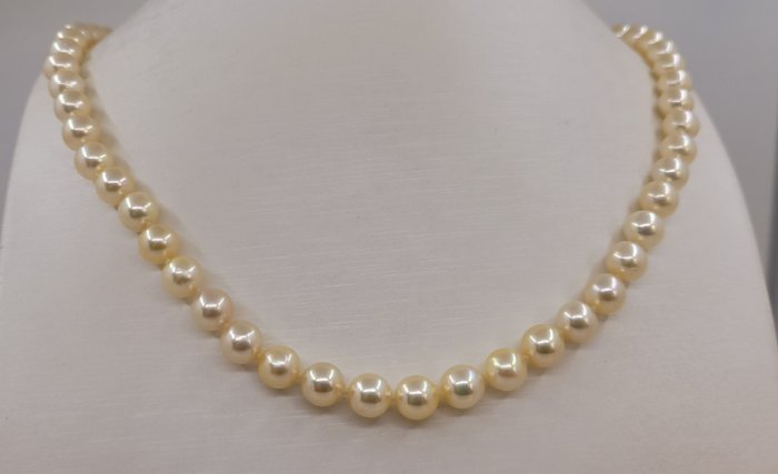 7x7.5mm Bright Akoya Pearls - Halskette Gelbgold