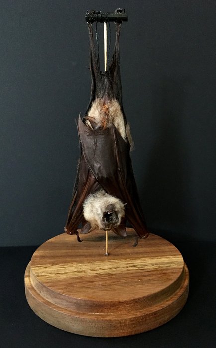 蝙蝠 动物标本剥制全身支架 - XXL Hipposideros Diadema hanging - 27 cm - 14 cm - 14 cm - 非《濒危物种公约》物种 - 1