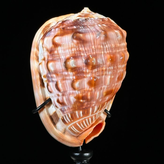 KEIN MINDESTPREIS - Rote Helm-Kaurischale auf einem maßgefertigten Ständer- Seemuschel - Cypraecassis rufa