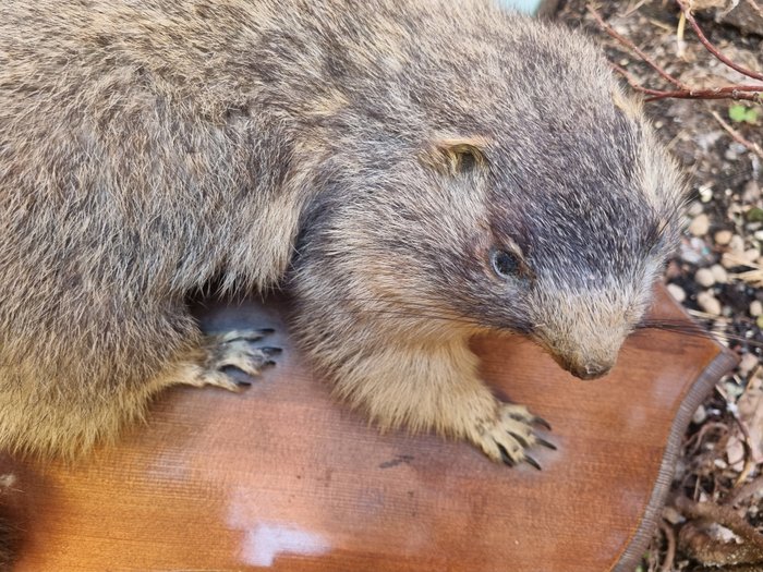 高山土拨鼠 - 动物标本剥制全身支架 - Marmotta delle alpi - 18 cm - 34 cm - 28 cm - 非《濒危物种公约》物种