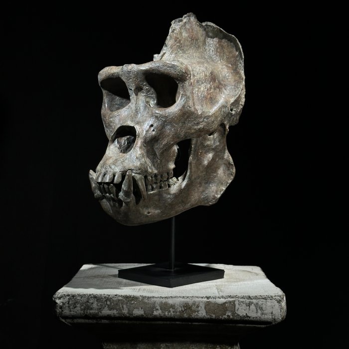 Replica Gorilla Skull på anpassat stativ - "Museum Quality" - Brun färg - Replikafäste för taxidermi - Gorilla - 36 cm - 17 cm - 26 cm - 1