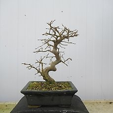 Carpinus coreana – Hoogte (boom): 26 cm – Zuid Korea