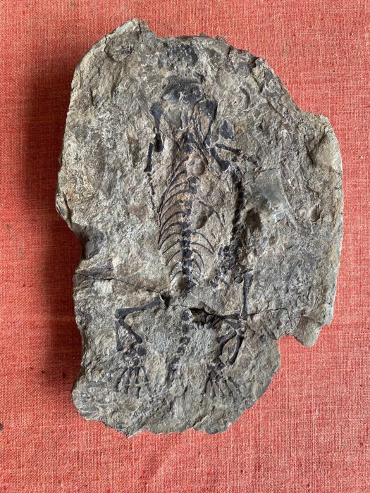 Marine reptile - Fossilised animal - Barasaurus sp. - 20 cm - 14 cm