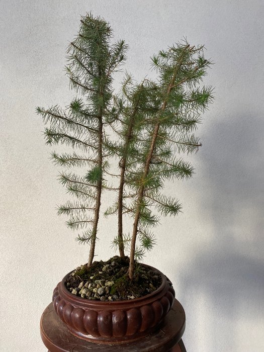 Pine bonsai (Pinus) - 高度 (樹): 50 cm - 義大利