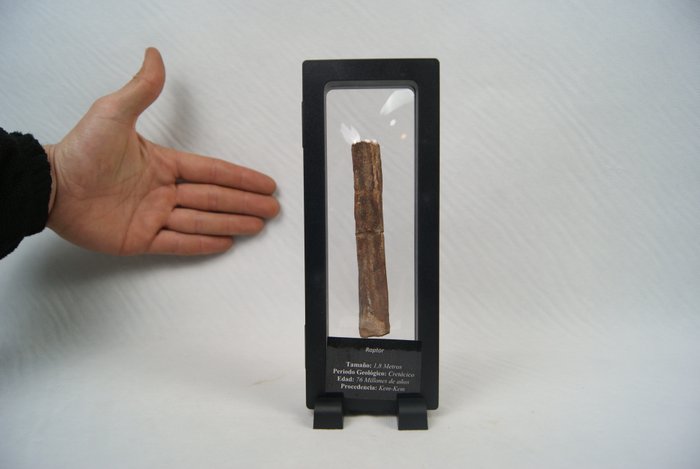αρπακτικό οστό - Απολιθωμένο οστό - Raptor - 18 cm  (χωρίς τιμή ασφαλείας)