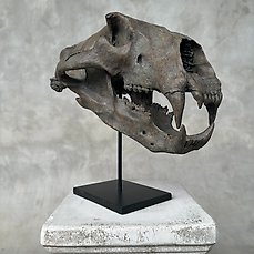 GEEN RESERVEPRIJS – Een replica van de schedel van een ijsbeer op standaard – Museumkwaliteit – Taxidermie replica montage – Ursus Maritimus – 35 cm – 23 cm – 36 mm