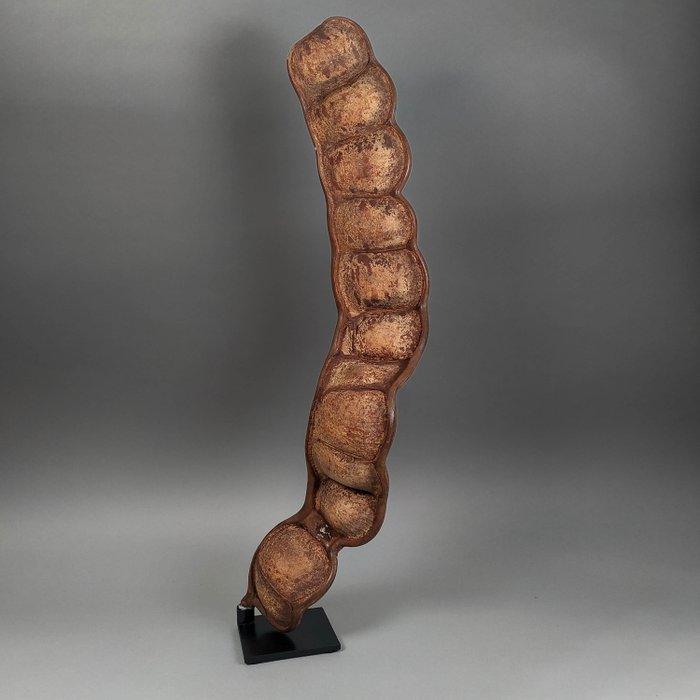 猴梯或海豆籽莢 標本全身支架 - Entada gigas - 65 cm - 12 cm - 3.5 cm