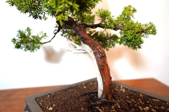 Einer bonsai (Juniperus) - Høyde (tre): 44 cm - Dybde (tre): 35 cm - Japan