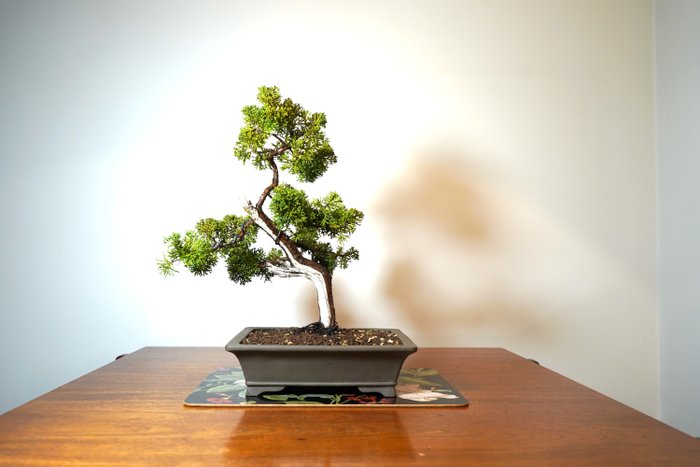 Einer bonsai (Juniperus) - Høyde (tre): 44 cm - Dybde (tre): 35 cm - Japan