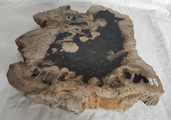 Madeira fóssil - Madeira fossilizada - diptocarpus - 6 cm - 39 cm