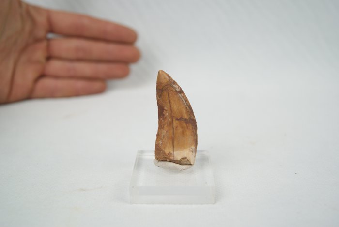 T-Rex African fine grade - Fossil tooth - Carcharodontosaurus Saharicus  (No Reserve Price)