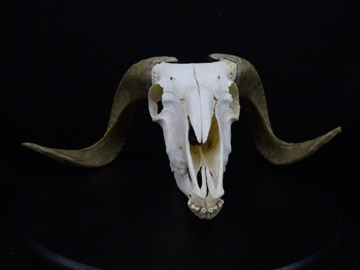Unieke schedel van een afrikaanse  RAM - Jagdtrophäe - Teppich - 43 cm - 27 cm