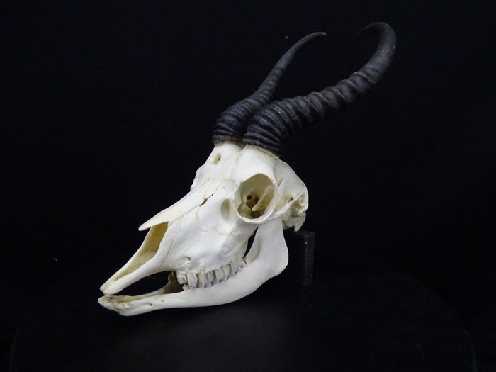 Springbok 颅骨 - Antidorcas marsupialis- non-CITES species