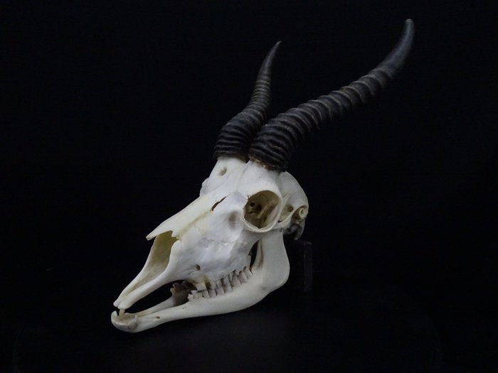 Springbok Skull - Antidorcas marsupialis - 0 cm - 0 cm - 0 cm- non-CITES species