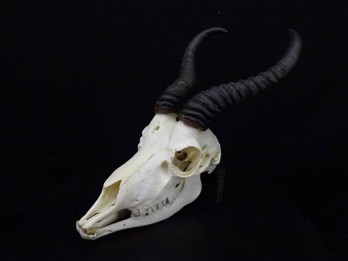 Unieke schedel van een afrikaanse springbok - jachttroffee - Vloerkleed - 0 cm - 0 cm