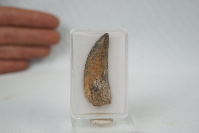 Raptor molto raro, enorme, molto bello - Dente fossile - Abelisaurio