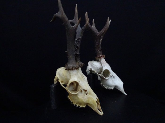 Căprior XTRA mare Craniu - Capreolus capreolus - 0 cm - 0 cm - 0 cm- non-CITES species -  (2)