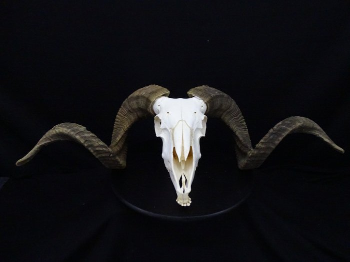 Teschio di pecora con grandi corna arricciate Osso - Ovis aries - 35 cm - 22 cm - 73 cm- Specie non CITES